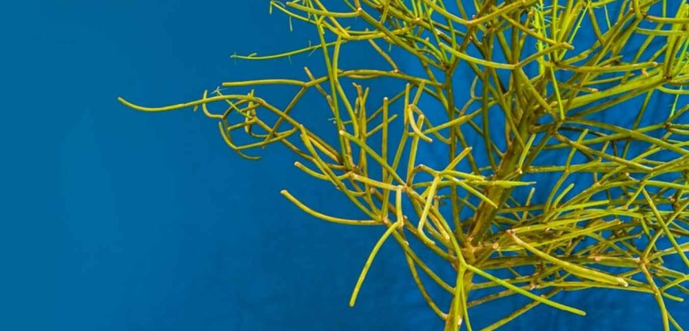 Tumbleweed Plants