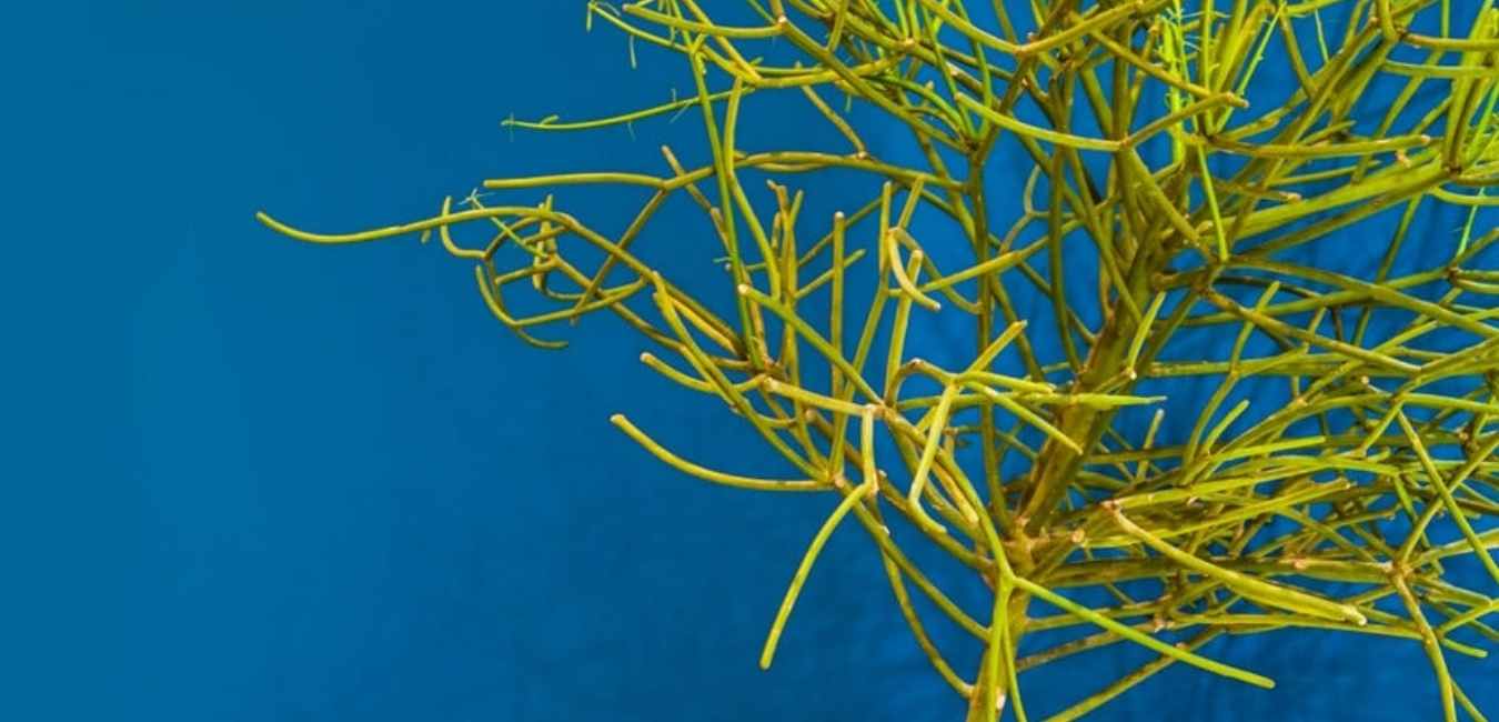 Tumbleweed Plants