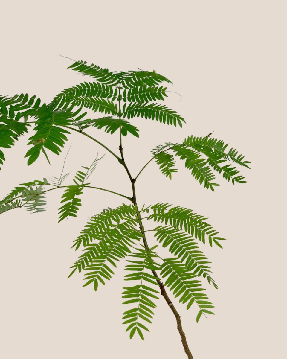 Everfresh Little Tree - Pithecellobium Confertum Japan - Potted plant - POTT-EVER-SNG-7805 - Tumbleweed Plants - Online Plant Delivery Singapore