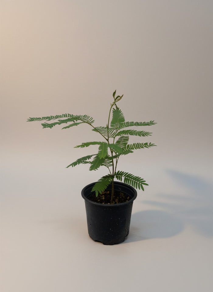 Everfresh Baby Tree - Pithecellobium Confertum (Japan)