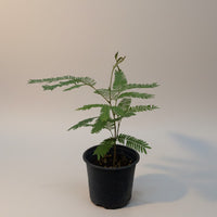 Everfresh Baby Tree - Pithecellobium Confertum (Japan)