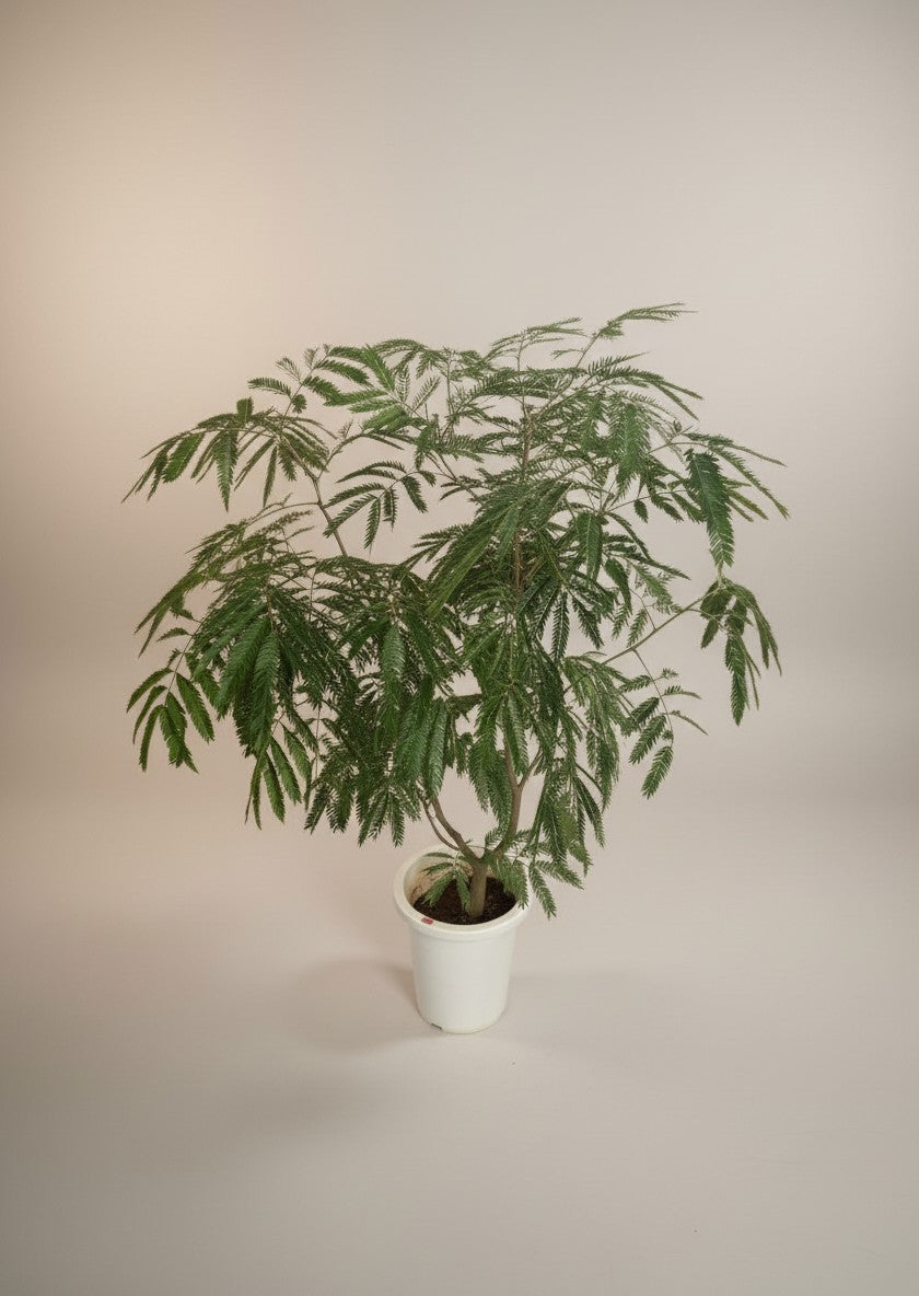 Everfresh Branching (Japan)