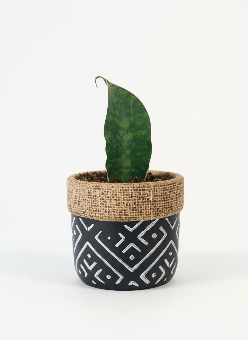 Baby Whale Fin Sansevieria Plant - Potted plant - POTT-BABY-GRW-5747 - Tumbleweed Plants - Online Plant Delivery Singapore
