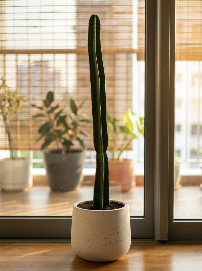 Hedge Cactus "Cereus repandus"