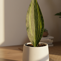 Whale Fin Variegated Snake Plant - Large