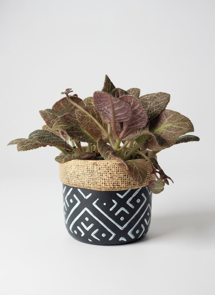 Assorted Episcia Plant