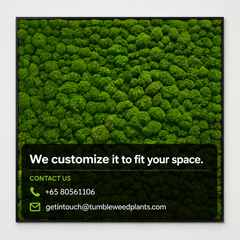 Frame - Preserved Plants: MOSS.