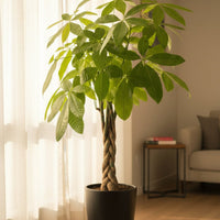 Money Tree - XL/XXL