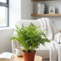 Rabbit’s Foot Fern