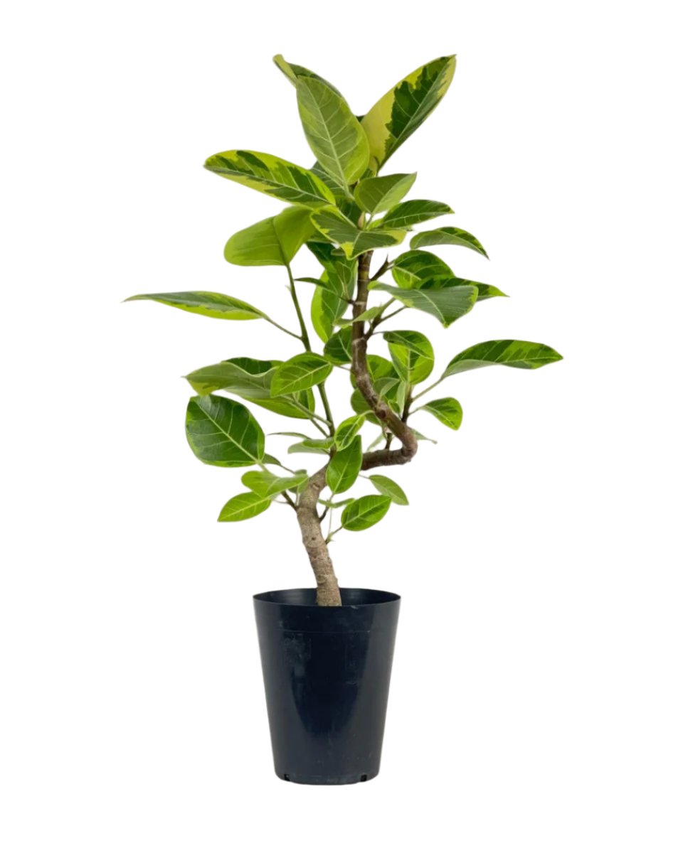Ficus Altissima Bending (60 - 70cm) - grow pot - Potted plant - Tumbleweed Plants - Online Plant Delivery Singapore