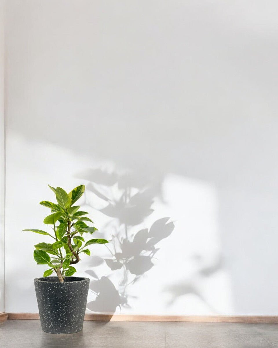 Ficus Altissima Bending (60 - 70cm) - grow pot - Potted plant - Tumbleweed Plants - Online Plant Delivery Singapore