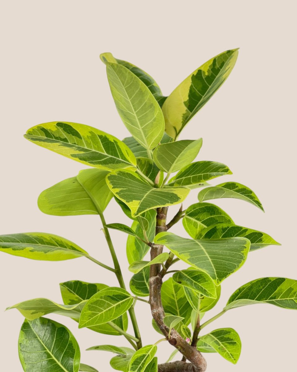Ficus Altissima Bending (60 - 70cm) - grow pot - Potted plant - Tumbleweed Plants - Online Plant Delivery Singapore