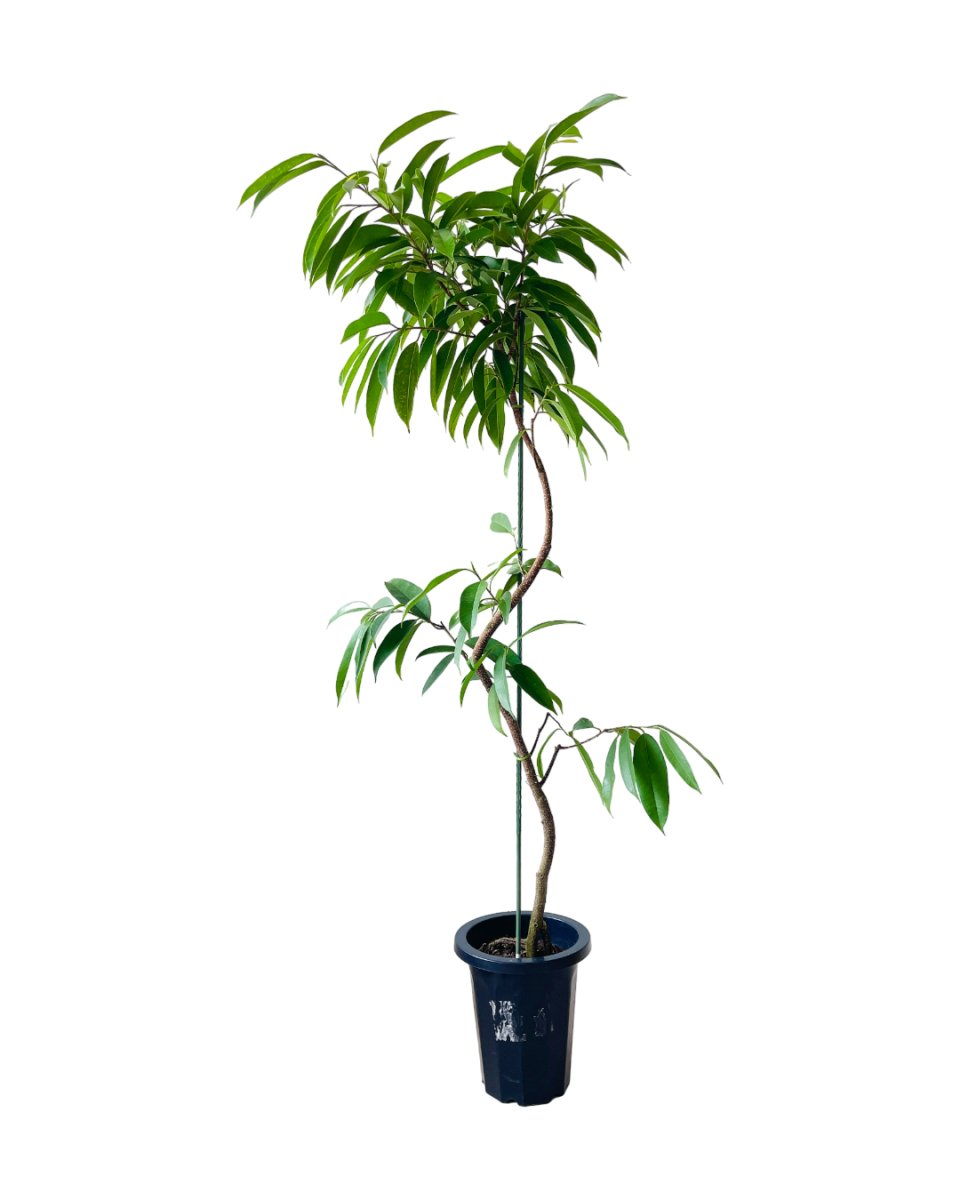 Grow Pot