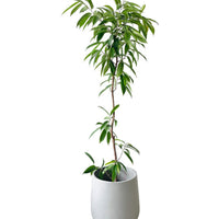 Ficus Amsterdam King