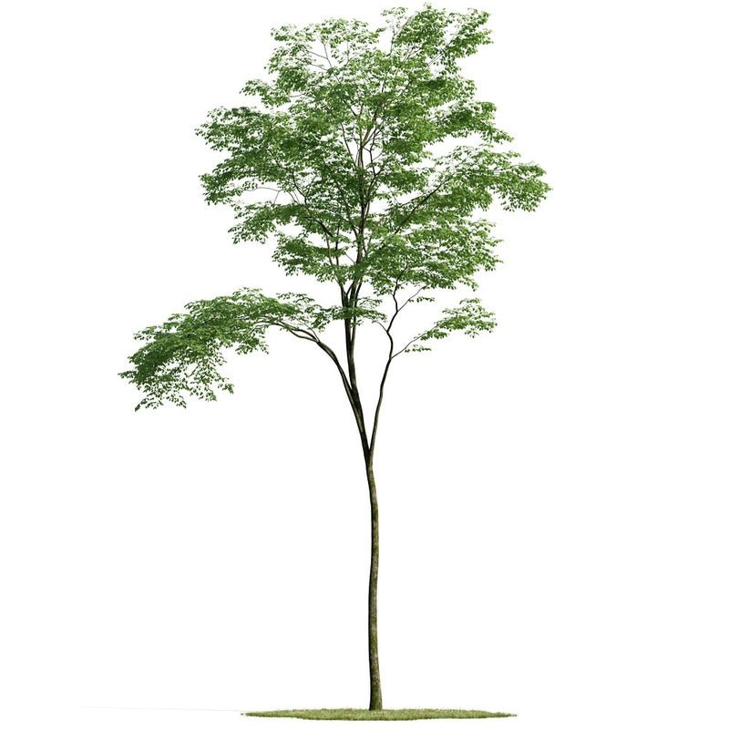 Ficus Bonsai Tree - Real - Trunk Artificial - Potted plant - 4776604040061 - Tumbleweed Plants - Online Plant Delivery Singapore