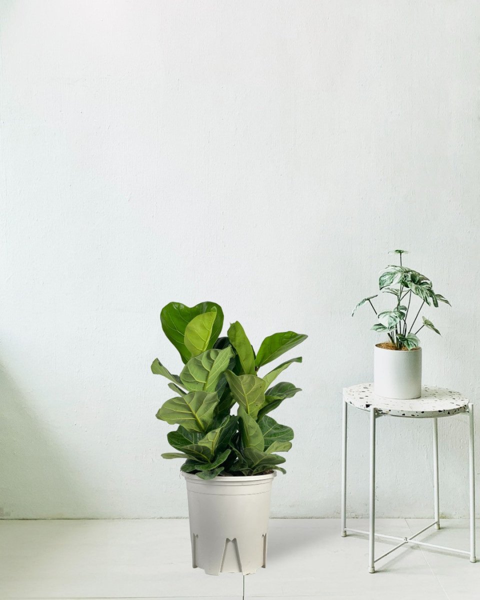 Ficus lyrata 3-in1 Plant - grow pot - Potted plant - Tumbleweed Plants - Online Plant Delivery Singapore