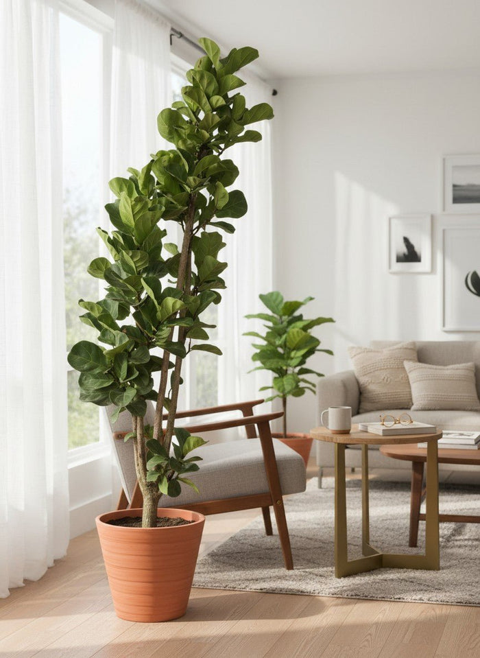 Ficus Lyrata / Fiddle Leaf Fig XL - Potted plant -  - Tumbleweed Plants - Online Plant Delivery Singapore