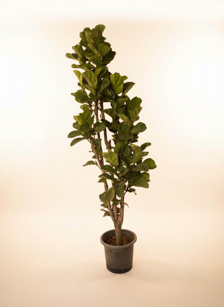 Ficus Lyrata / Fiddle Leaf Fig XL - Potted plant -  - Tumbleweed Plants - Online Plant Delivery Singapore