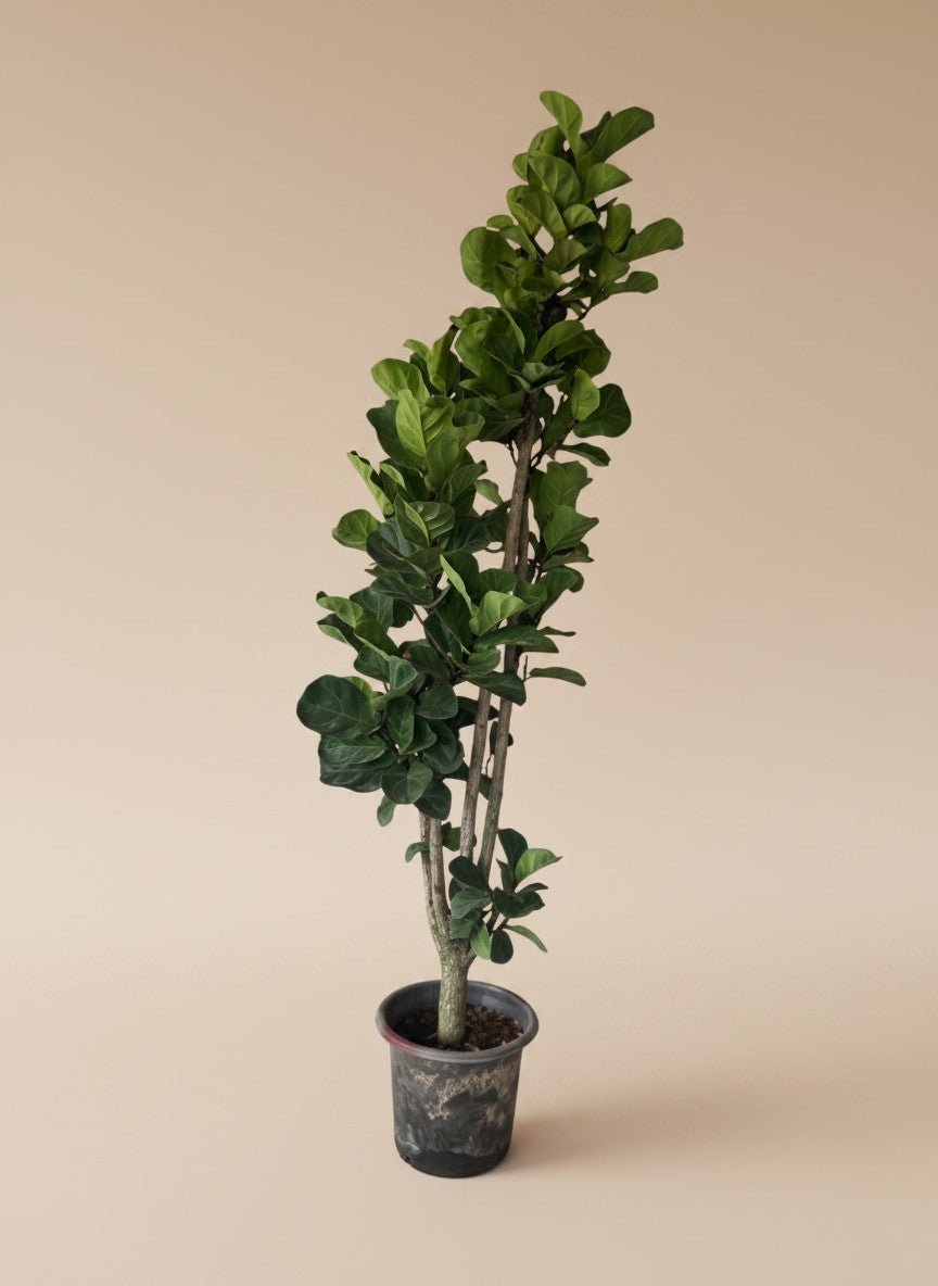 Ficus Lyrata / Fiddle Leaf Fig XL - Potted plant -  - Tumbleweed Plants - Online Plant Delivery Singapore