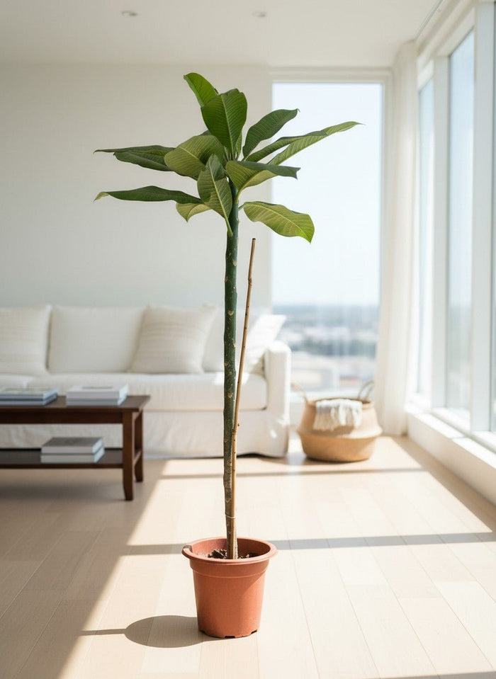 Frangipani Plant - Potted plant -  - Tumbleweed Plants - Online Plant Delivery Singapore
