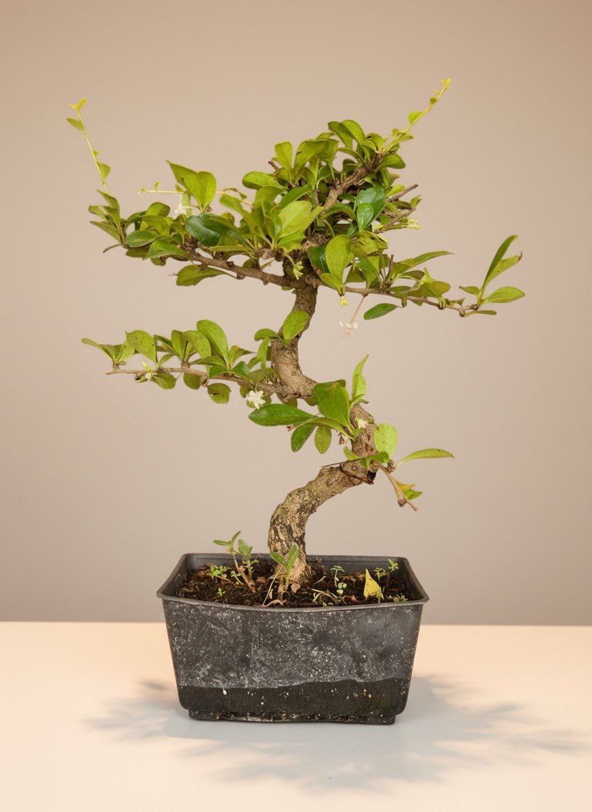 Fukien Tea Bonsai - Potted plant -  - Tumbleweed Plants - Online Plant Delivery Singapore