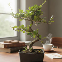 Fukien Tea Bonsai