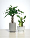Gift - Ready Set - product - PROD - GIFT - 6941 - Tumbleweed Plants - Online Plant Delivery Singapore