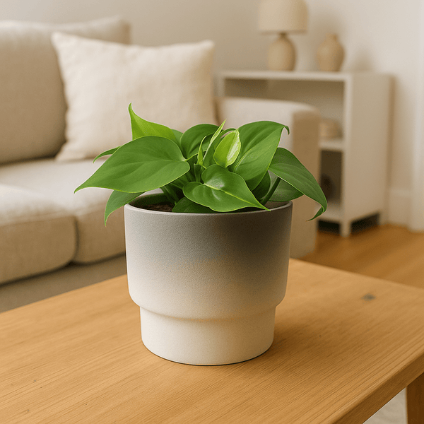 Haze Ceramic Pot - Pots - POTS - HAZE - 6937 - Tumbleweed Plants - Online Plant Delivery Singapore
