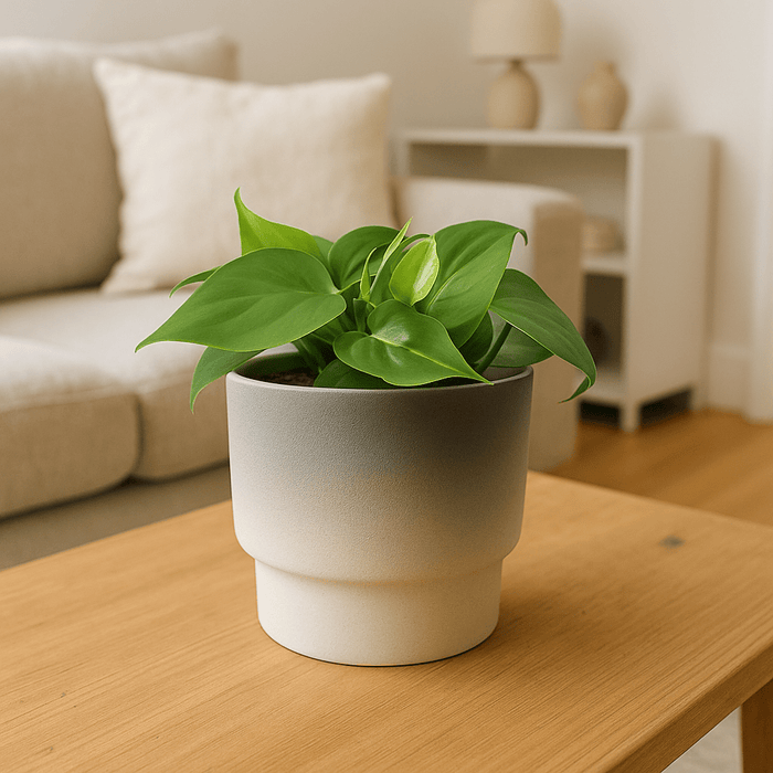 Haze Ceramic Pot - Pots - POTS - HAZE - 6937 - Tumbleweed Plants - Online Plant Delivery Singapore