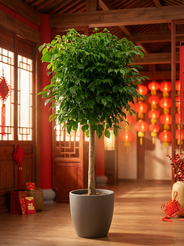 Tumbleweed Plants