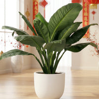 Sensation Peace Lily