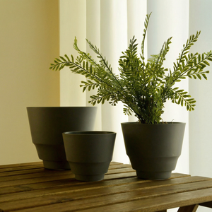 Tumbleweed Plants