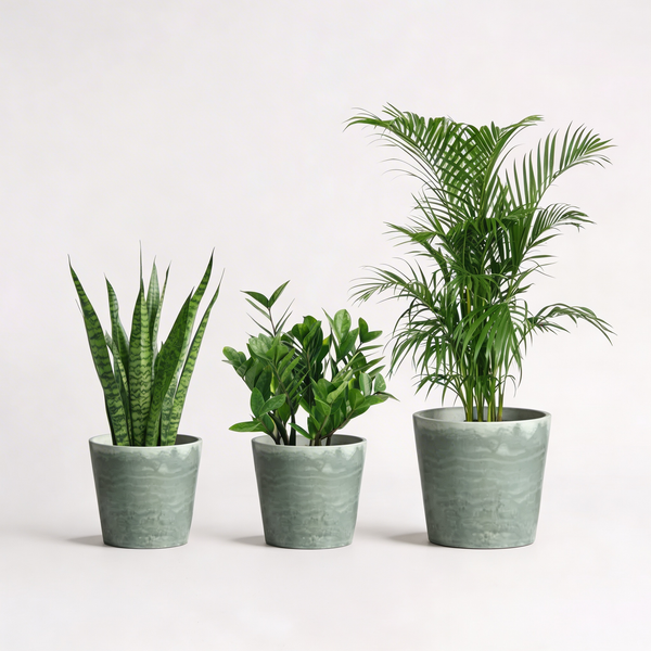 Tumbleweed Plants