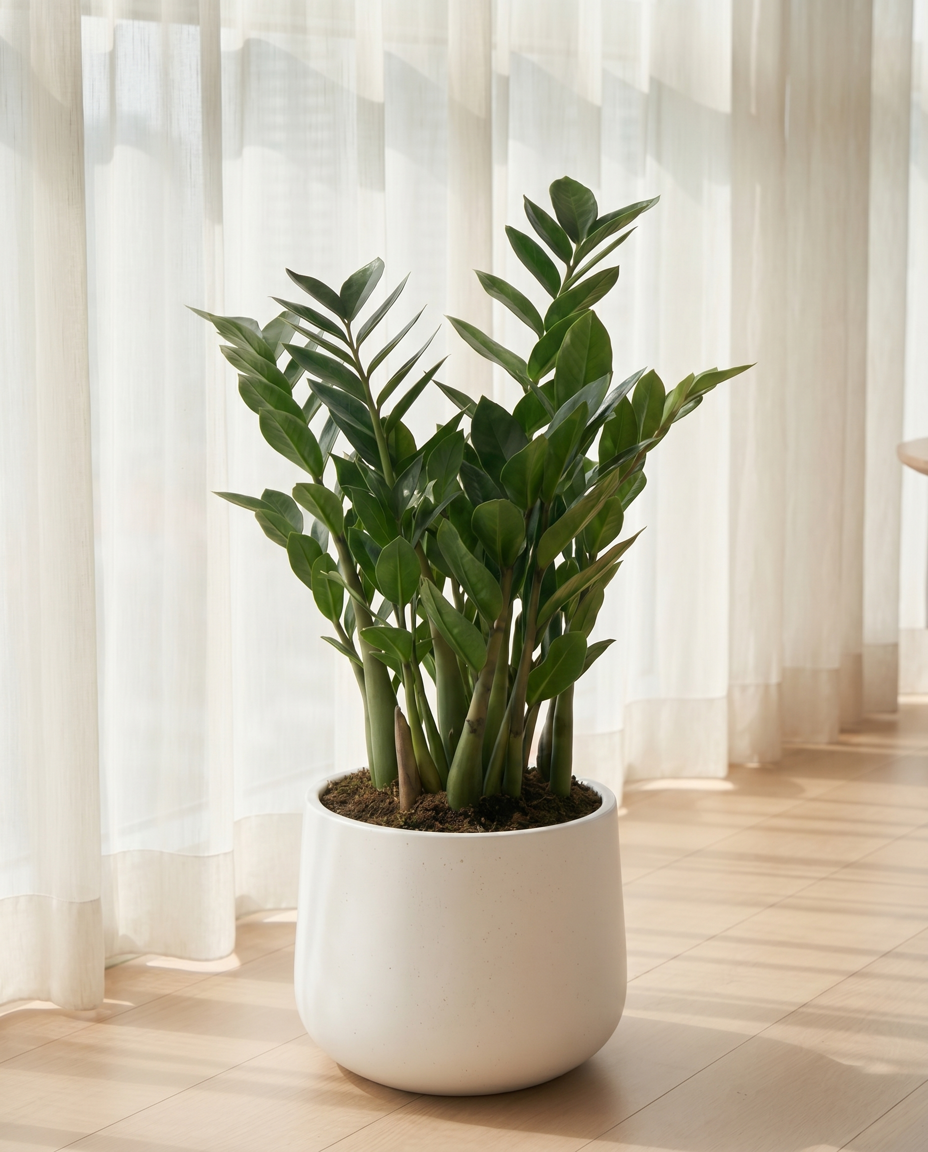 ZZ Plant - Large