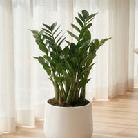 ZZ Plant - Large