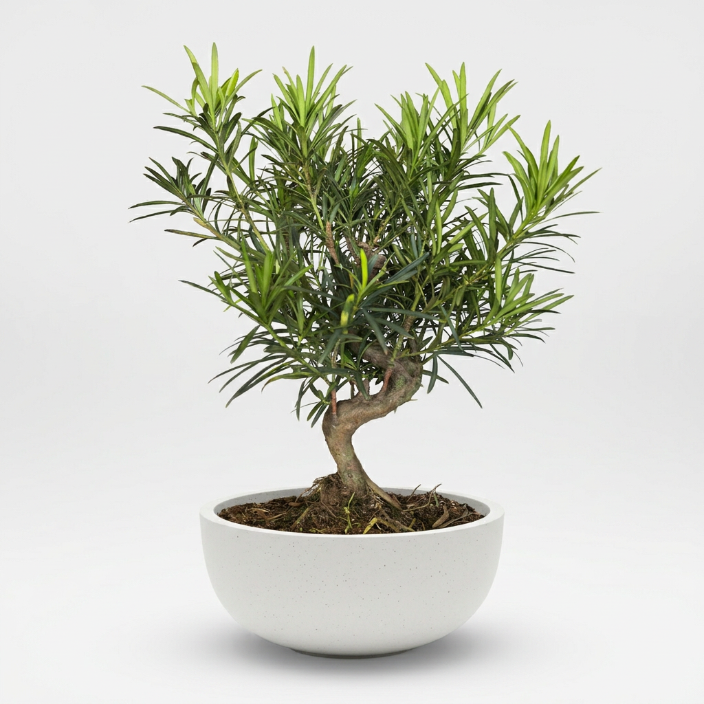 Podocarpus Macrophyllus Bonsai