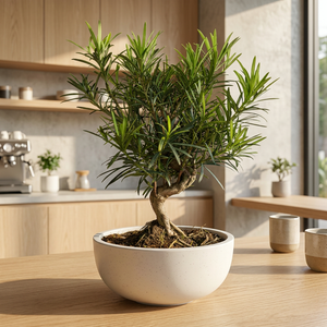 Tumbleweed Plants