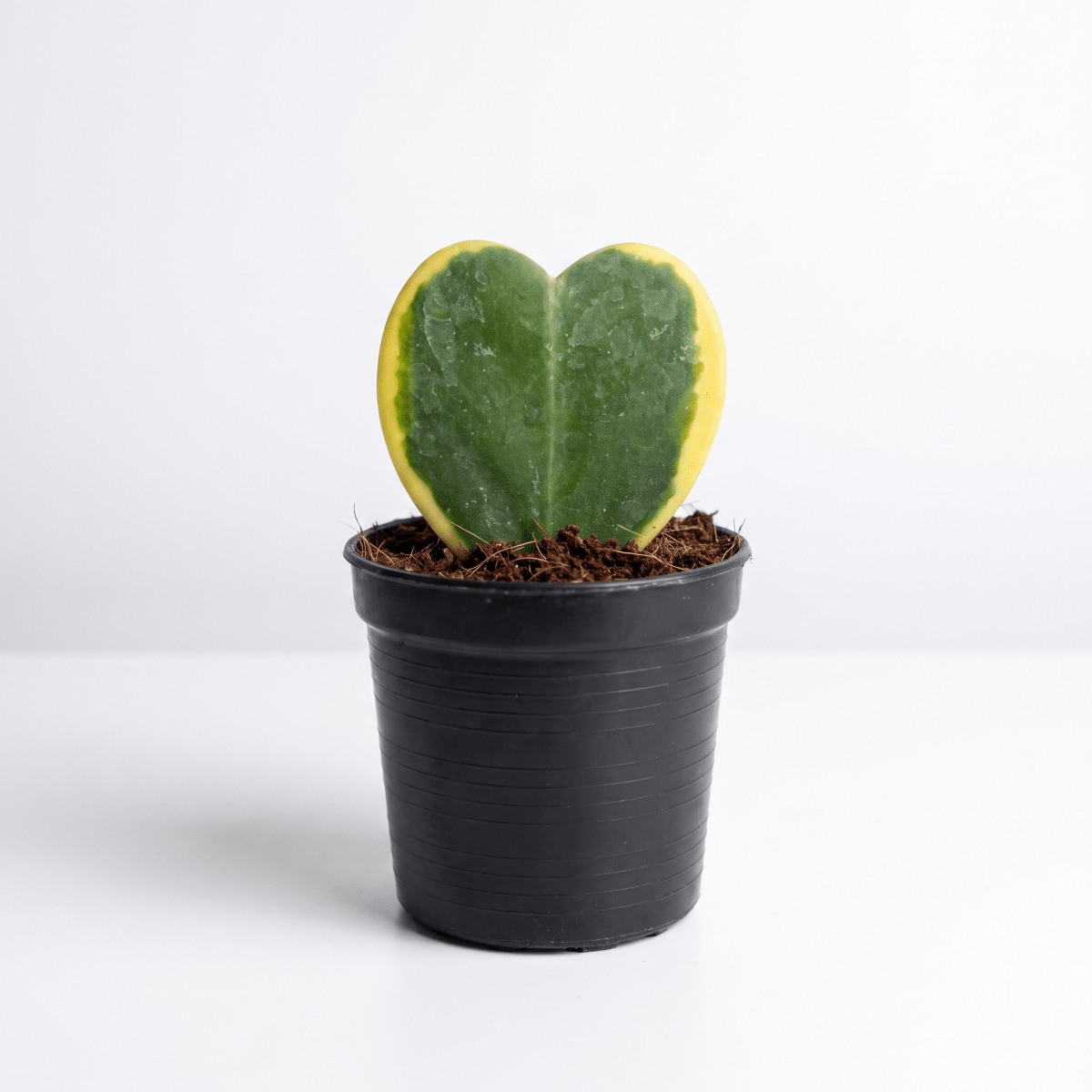 Hoya Kerrii Craib Variegated - Potted plant - POTT-HOYA-GRW-3749 - Tumbleweed Plants - Online Plant Delivery Singapore