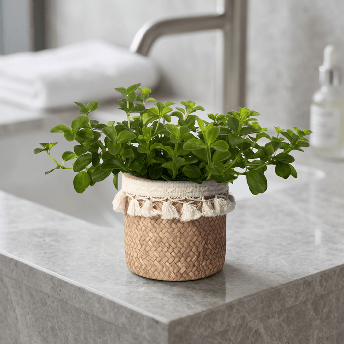 Peperomia Rotundifolia - Potted plant - POTT-PEPE-GRW-3879 - Tumbleweed Plants - Online Plant Delivery Singapore