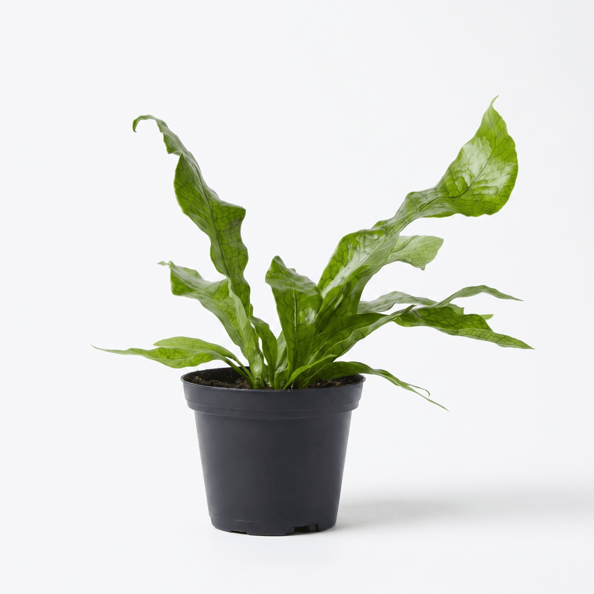 Crocodile Fern - Potted plant - JUST-CROC-2579 - Tumbleweed Plants - Online Plant Delivery Singapore
