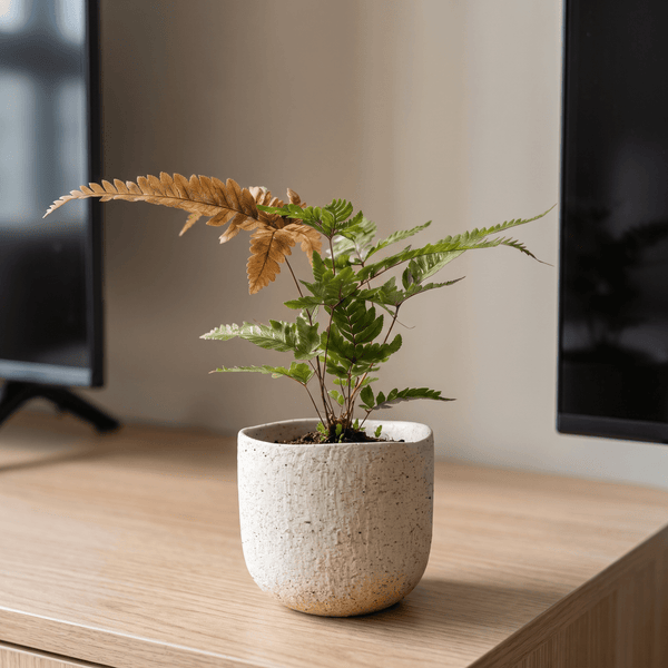 Tumbleweed Plants