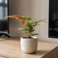 Tricolor Brake Fern