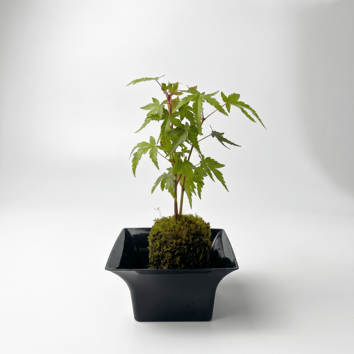 Acer Palmatum Yamamomiji (Japan) - Potted plant -  - Tumbleweed Plants - Online Plant Delivery Singapore