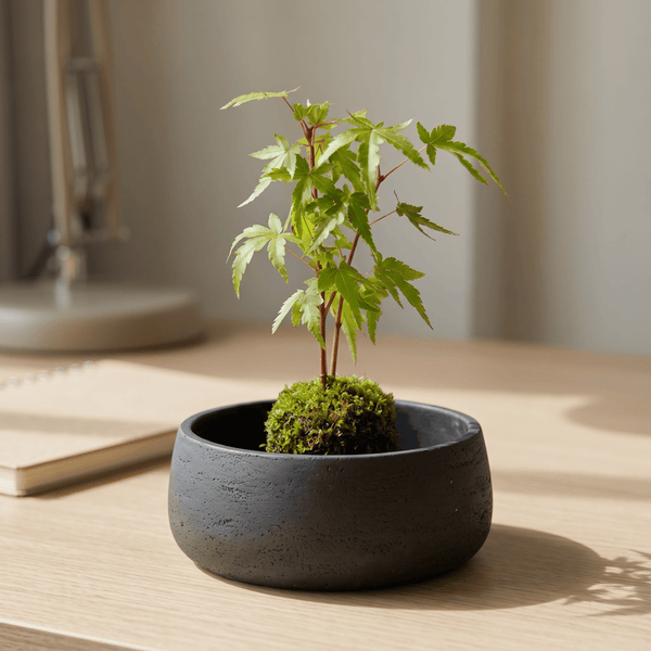Tumbleweed Plants