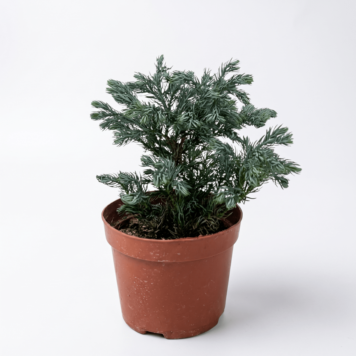 Blue Moss Cyprus (Chamaecyparis pisifera 'Boulevard') - Potted plant - POTT-BLUE-4127 - Tumbleweed Plants - Online Plant Delivery Singapore