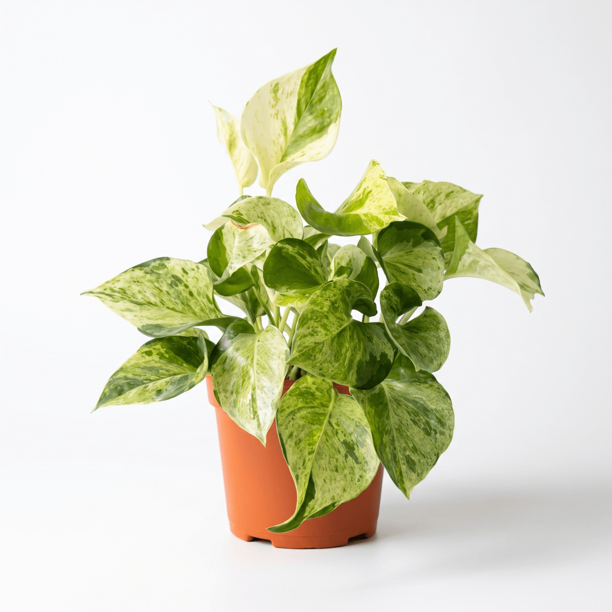Epipremnum 'Marble Queen' - Potted plant - GIFT-EPIP-GRW-5215 - Tumbleweed Plants - Online Plant Delivery Singapore