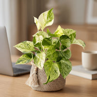 Epipremnum 'Marble Queen'