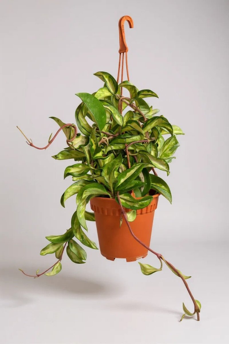 Hoya Carnosa Variegated - Potted plant - POTT - HOYA - GRW - 6266 - Tumbleweed Plants - Online Plant Delivery Singapore