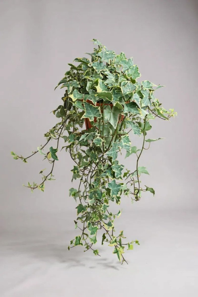 Grow Pot