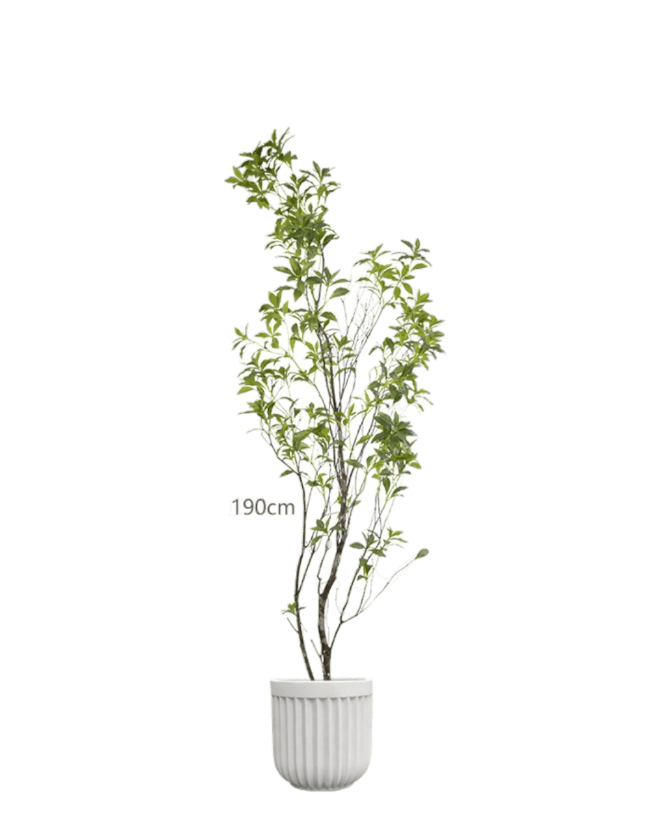 Japanese Andromeda - Real - Trunk Artificial - Potted plant - 5073729371704 - Tumbleweed Plants - Online Plant Delivery Singapore